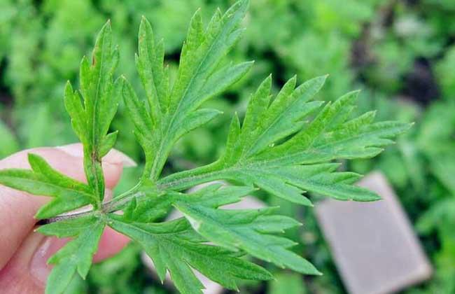 艾葉泡腳的功效與作用:長期用艾葉泡腳,身體會有哪些改變?